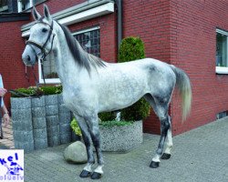 broodmare Shakira (Arabian, 2009, from Sapros)