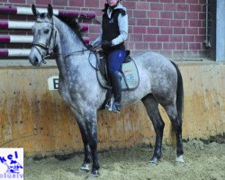 horse Warmblut-Lippizaner-Mix (Noble Warmblood, 2009)