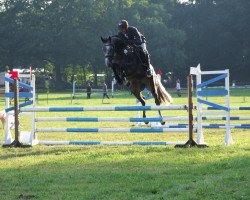 jumper Blue Jack (Oldenburg show jumper, 2010, from Black Jack 175)