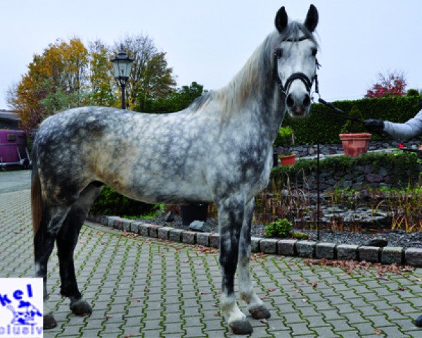 Pferd Kapitany (Spanisches Sportpferd, 2008)