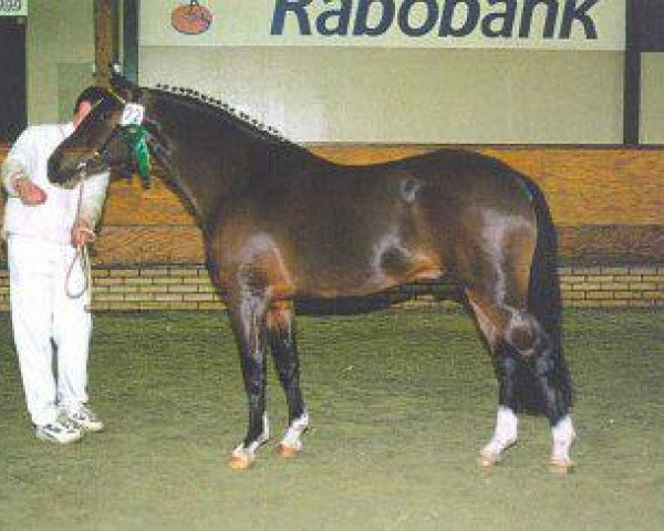 Pferd Jari 3 (New-Forest-Pony, 1996, von Merrie Moscan)