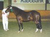 horse Jari 3 (New Forest Pony, 1996, from Merrie Moscan)