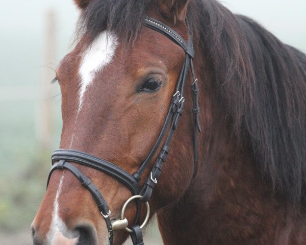 Pferd Ares (Polnisches Warmblut, 2010)