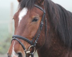 Pferd Ares (Polnisches Warmblut, 2010)