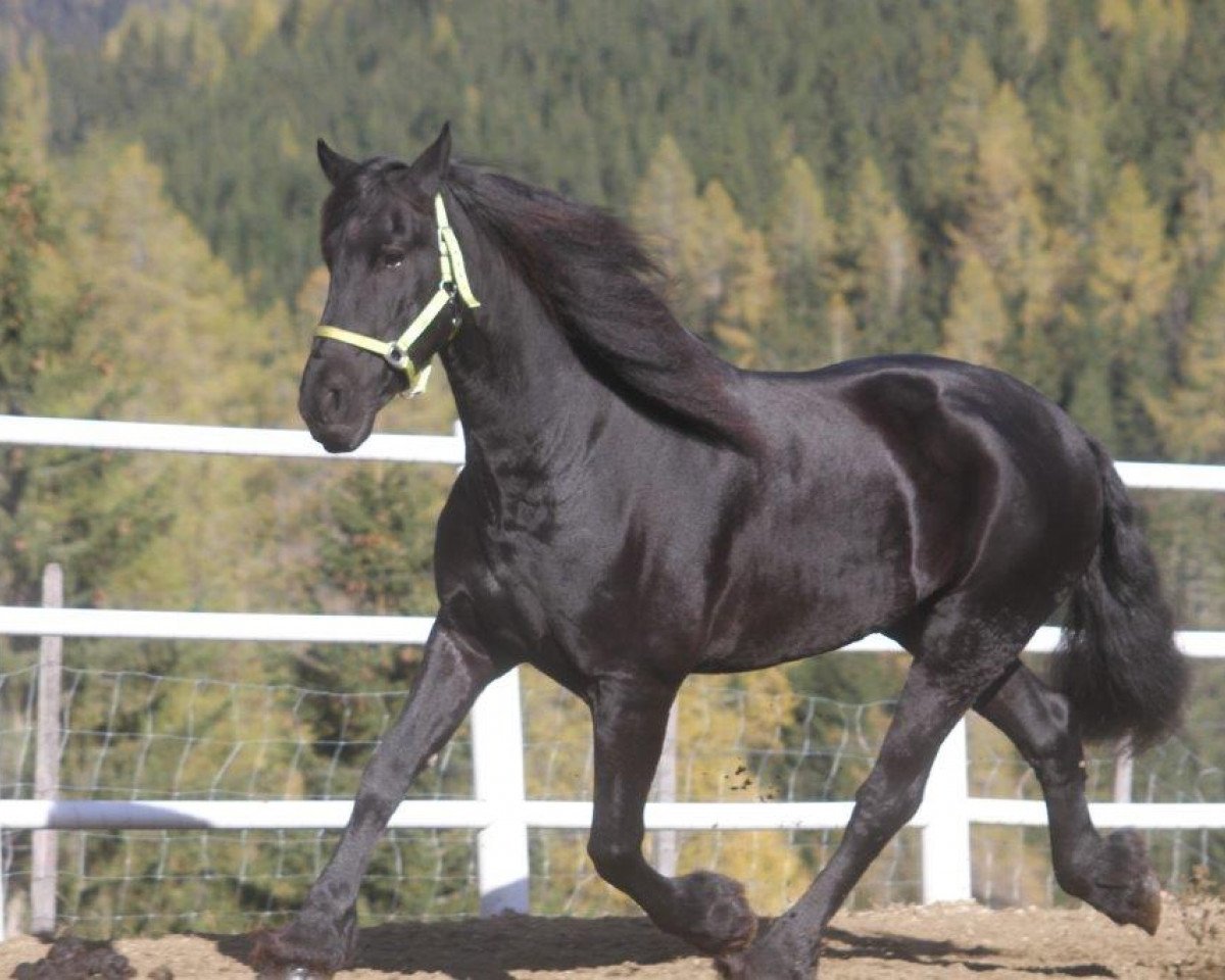 horse Nockalm's Petersburg (Friese, 2006, from Winand 405)