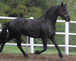 broodmare Lucia von der Nockalm (Friese, 2011, from Fabe 348)