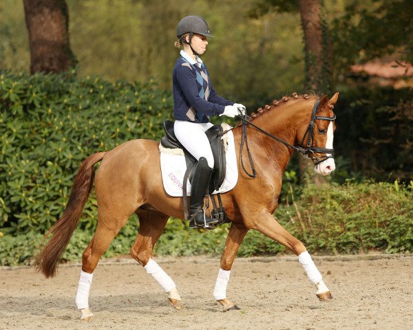 dressage horse Nastrovje Naseweis (German Riding Pony, 2010, from Nanchos Naseweis WE)