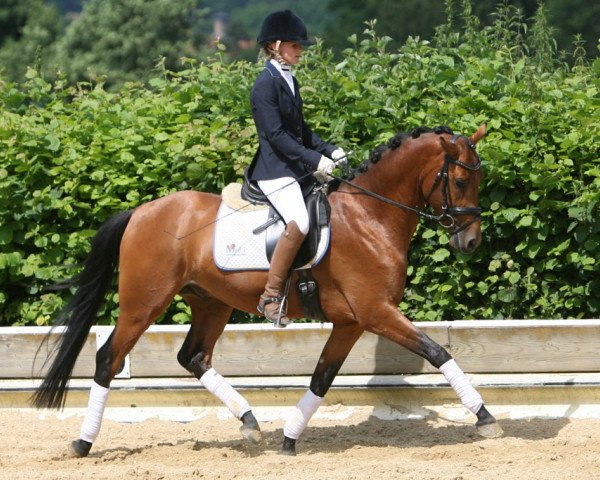 dressage horse Calimero (German Riding Pony, 2011, from FS Champion de Luxe)