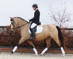 dressage horse Dayla 5 (German Riding Pony, 2010, from Nijdam's Oscar)