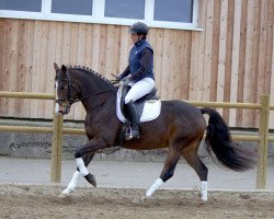 Springpferd Morgenstern (Deutsches Reitpony, 2010, von Molenew)