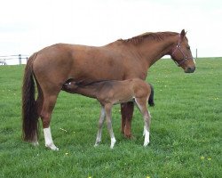 broodmare Escape (Oldenburg, 1995, from Feiner Stern)