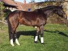 broodmare Esprit (Oldenburg, 2002, from Depardieu 11)