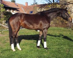 broodmare Esprit (Oldenburg, 2002, from Depardieu 11)