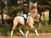 dressage horse Voltaire (German Riding Pony, 2010, from Veneciano)