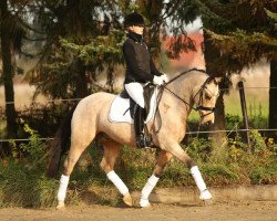 dressage horse Voltaire (German Riding Pony, 2010, from Veneciano)