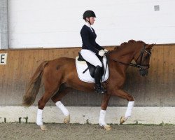 Pferd Vertigo (Deutsches Reitpony, 2011, von Valdez HS)