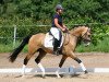 dressage horse Calimero Rr (German Riding Pony, 2011, from FS Champion de Luxe)