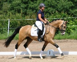 dressage horse Calimero Rr (German Riding Pony, 2011, from FS Champion de Luxe)