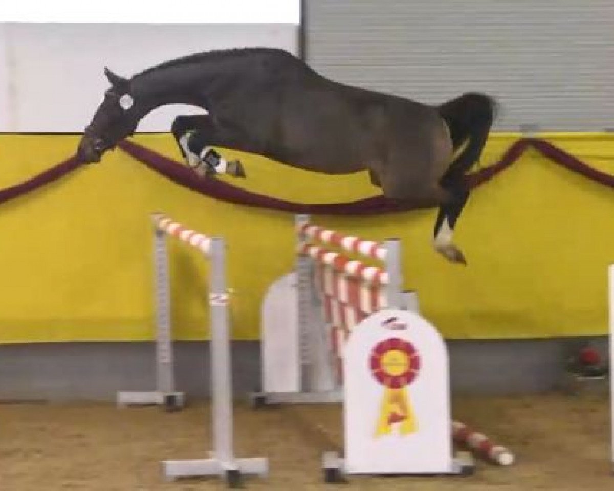 jumper Loana HaB (Bavarian, 2011, from Olympic Fire 5)