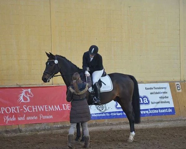 dressage horse Sisko 99 (Oldenburg, 2008, from Sandro Hit)