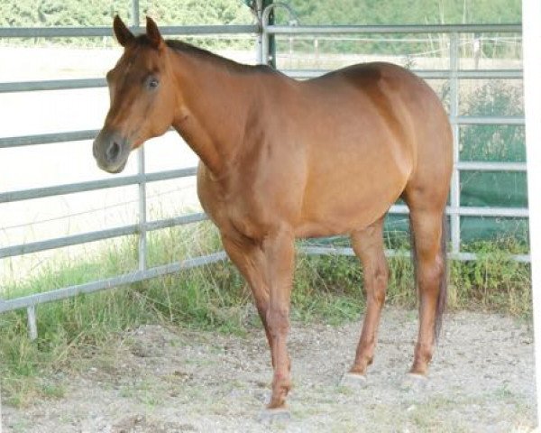 Zuchtstute Miss Jessie Peppy (Quarter Horse, 2002, von Skeets Peppy)