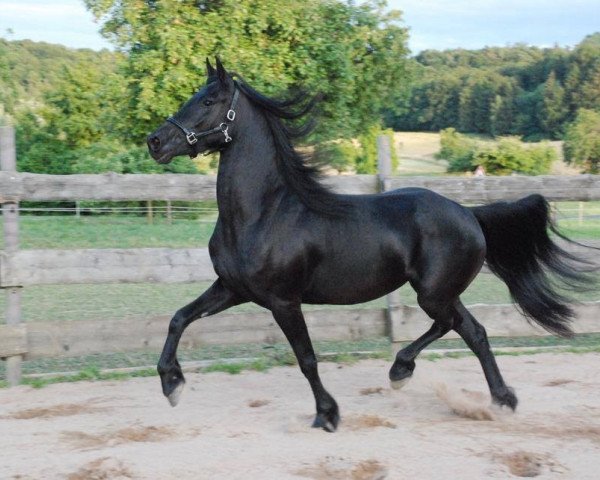 broodmare Isa van de Zathe van Diepensloot (Arabofriese, 2010, from Yk Tiemen fan 't Súd)