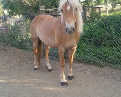 dressage horse Samantha (Westphalian, 2006, from Nobel (12.5% ox))