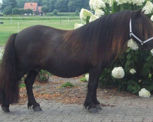 Zuchtstute Truuske v. d. Ariaanshoeve (Shetland Pony, 2003, von Jari v.'t kleine Weitje)