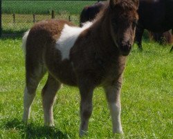 Zuchtstute How Lovely van stal 't Gasselaar (Shetland Pony, 2014, von Viggo v. stal Munnikenland)