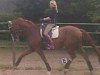 dressage horse Butterfly Dancer (Westphalian, 2004, from Belissimo NRW)