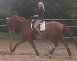 dressage horse Butterfly Dancer (Westphalian, 2004, from Belissimo NRW)