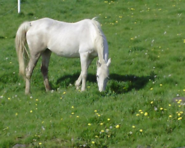 broodmare Mastaba 1989 ox (Arabian thoroughbred, 1989, from Farouss ox)