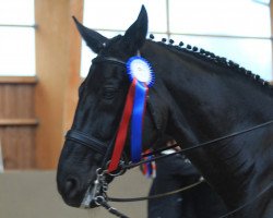 dressage horse Richardz (Hanoverian, 2003, from Rosentau)