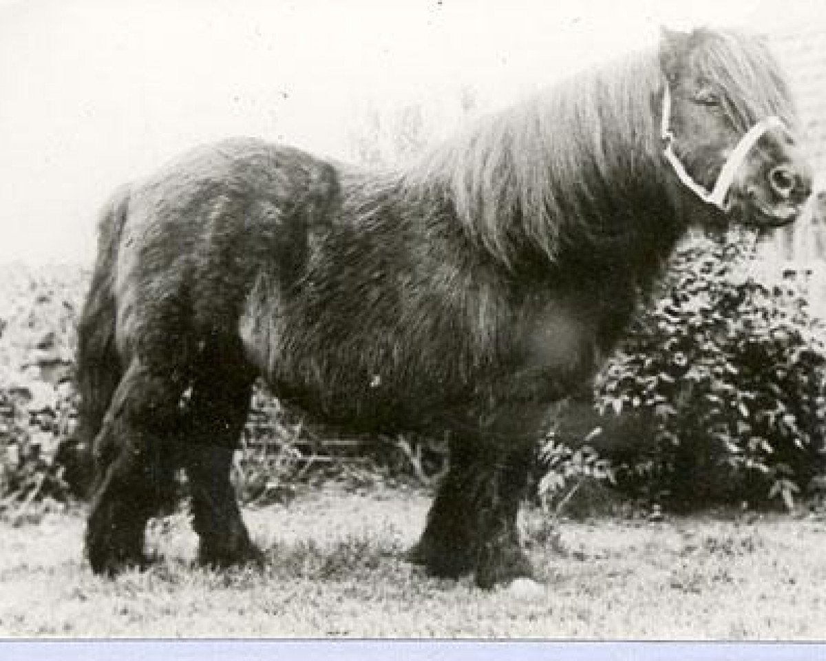 Deckhengst Spear of Marshwood (Shetland Pony, 1955, von Sporran of Marshwood)