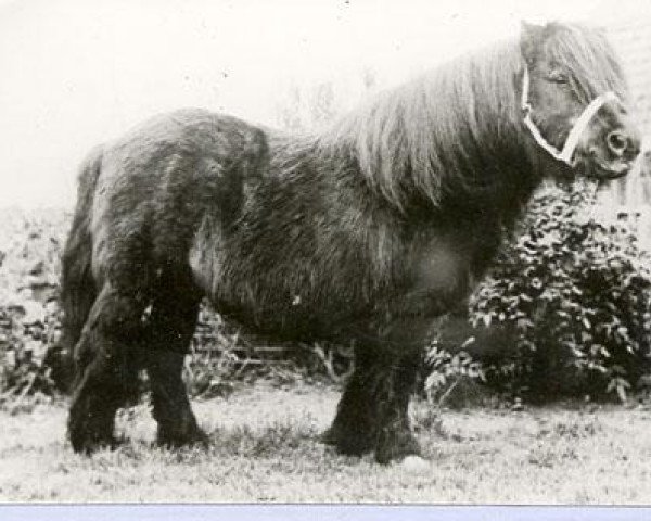 stallion Spear of Marshwood (Shetland Pony, 1955, from Sporran of Marshwood)