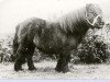 stallion Spear of Marshwood (Shetland Pony, 1955, from Sporran of Marshwood)