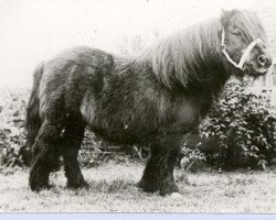 stallion Spear of Marshwood (Shetland Pony, 1955, from Sporran of Marshwood)