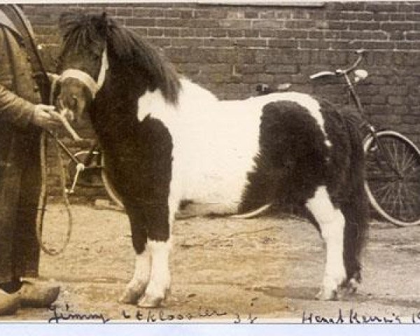 Deckhengst Jimmy van 't Klooster (Shetland Pony, 1952, von Benjamin van Strypemonde)