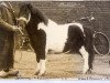 stallion Jimmy van 't Klooster (Shetland Pony, 1952, from Benjamin van Strypemonde)