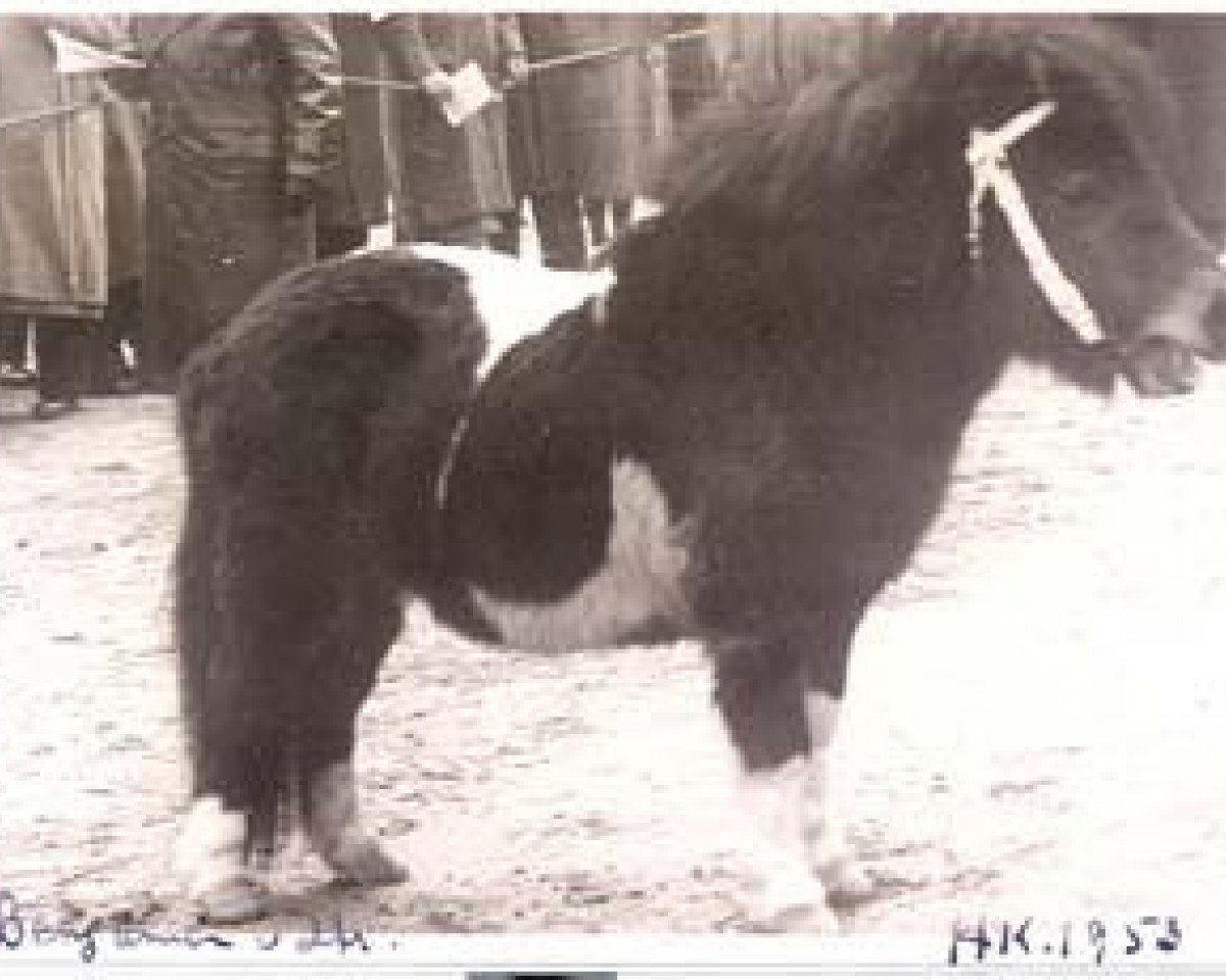 stallion Benjamin van Strypemonde (Shetland Pony, 1945, from Bobby II)