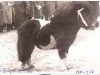 Deckhengst Benjamin van Strypemonde (Shetland Pony, 1945, von Bobby II)