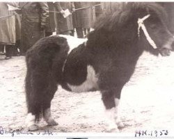 Deckhengst Benjamin van Strypemonde (Shetland Pony, 1945, von Bobby II)