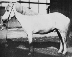 stallion Hárekur frá Geitaskarði (Iceland Horse, 1921, from Ísleifs-Gráni frá Geitaskarði)