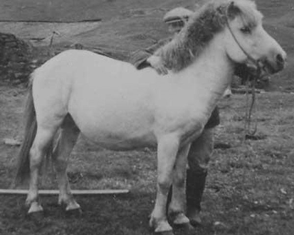 Deckhengst Þokki frá Brún (Islandpferd, 1927, von Hárekur frá Geitaskarði)