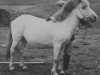 stallion Þokki frá Brún (Iceland Horse, 1927, from Hárekur frá Geitaskarði)