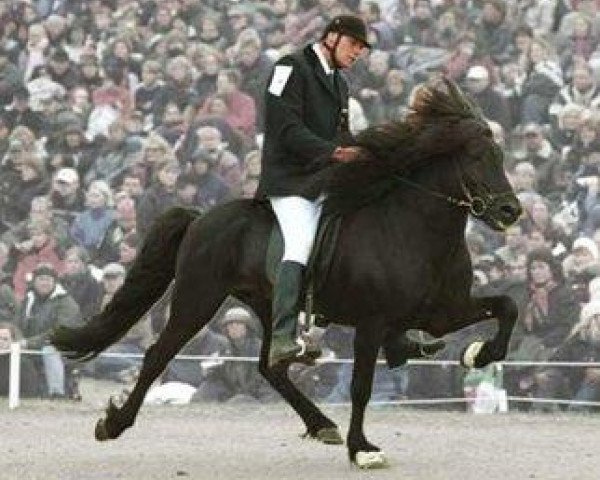 stallion Adam frá Ásmundarstöðum (Iceland Horse, 1993, from Stígur frá Kjartansstöðum)