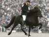 stallion Adam frá Ásmundarstöðum (Iceland Horse, 1993, from Stígur frá Kjartansstöðum)