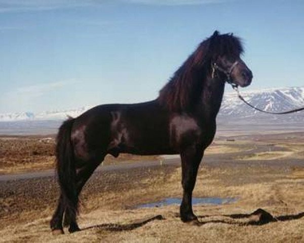 stallion Stígur frá Kjartansstöðum (Iceland Horse, 1980, from Náttfari frá Ytra-Dalsgerði)