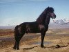 stallion Stígur frá Kjartansstöðum (Iceland Horse, 1980, from Náttfari frá Ytra-Dalsgerði)