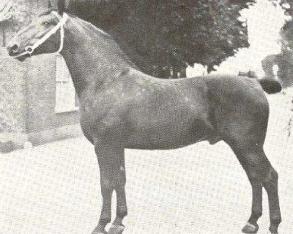 stallion Donno (Groningen, 1920, from Simon)